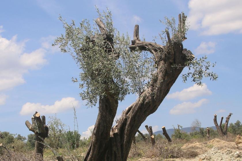 Zeytinlikleri madenlere açan madde Meclis'te kabul edildi
